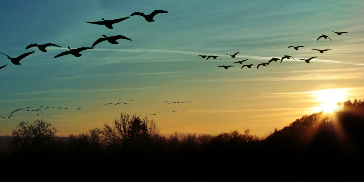 What Birds Are Migrating Right Now?