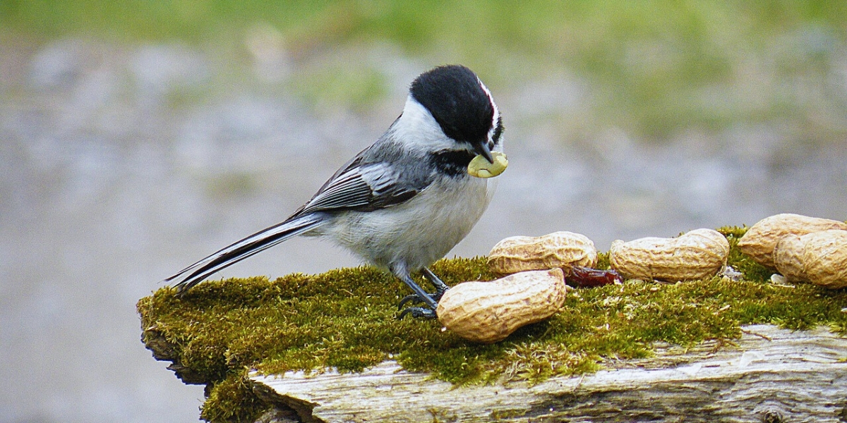 What Kind of Birds Eat Peanuts