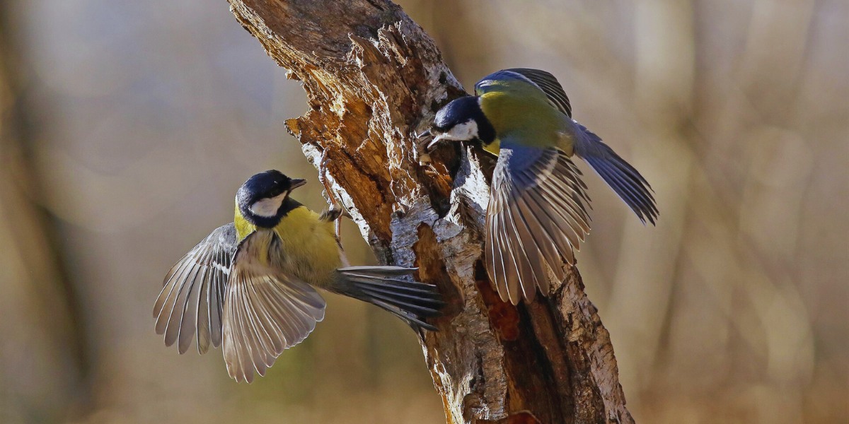 Why Do Birds Shake Their Tail Feathers