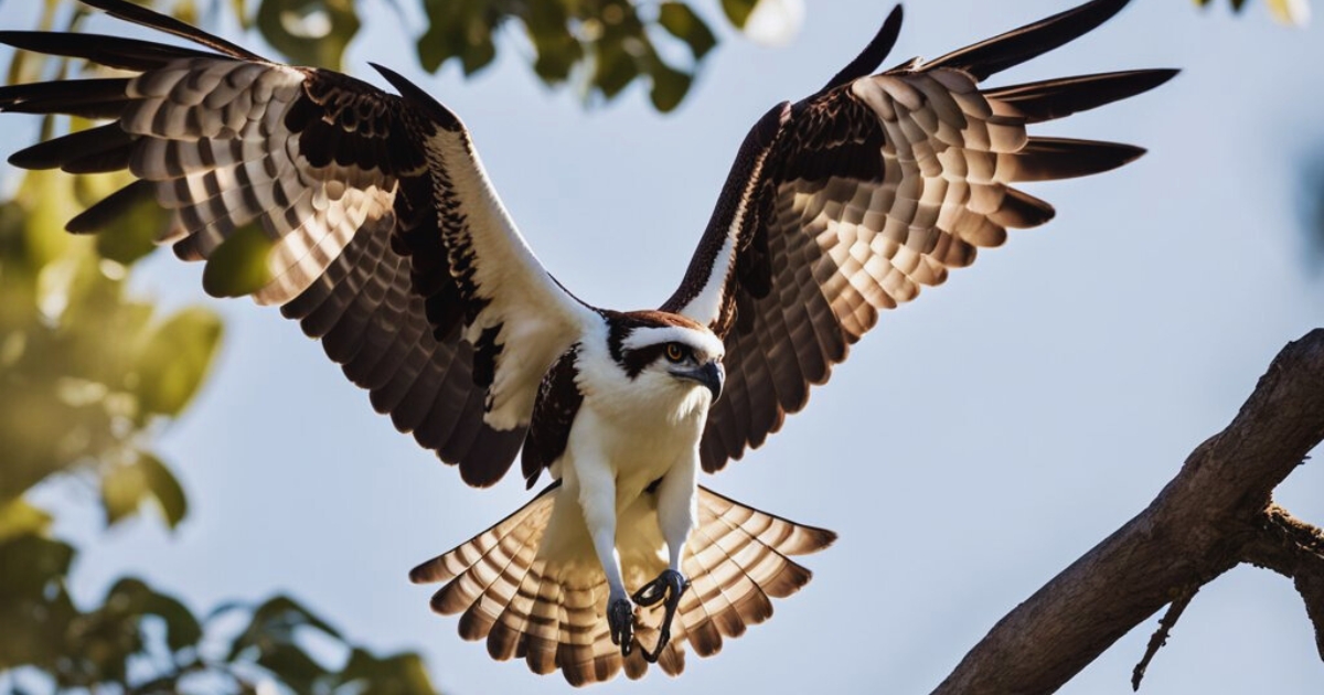 Osprey Bird