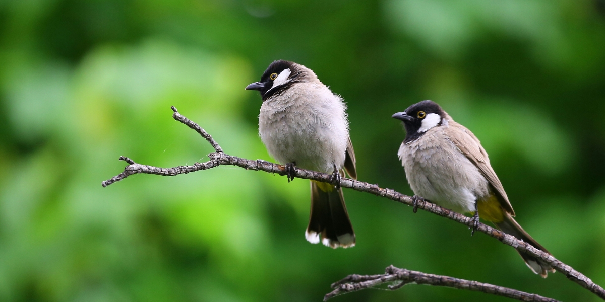 Why is Bird Poop White and Black