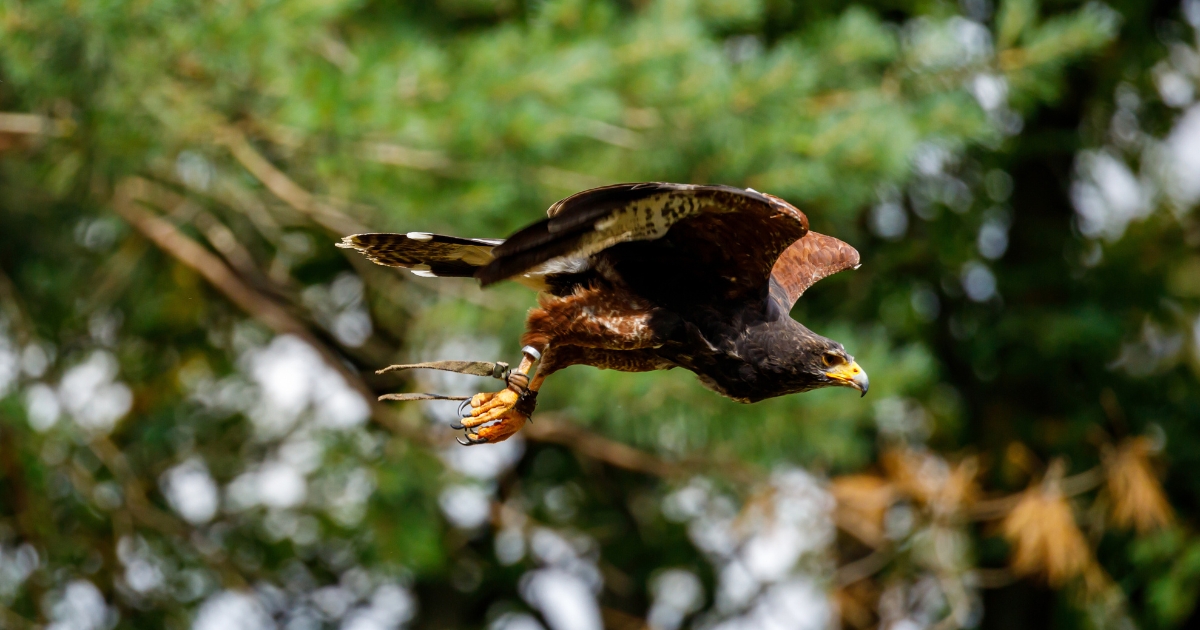 Do Hawks Hunt at Night?