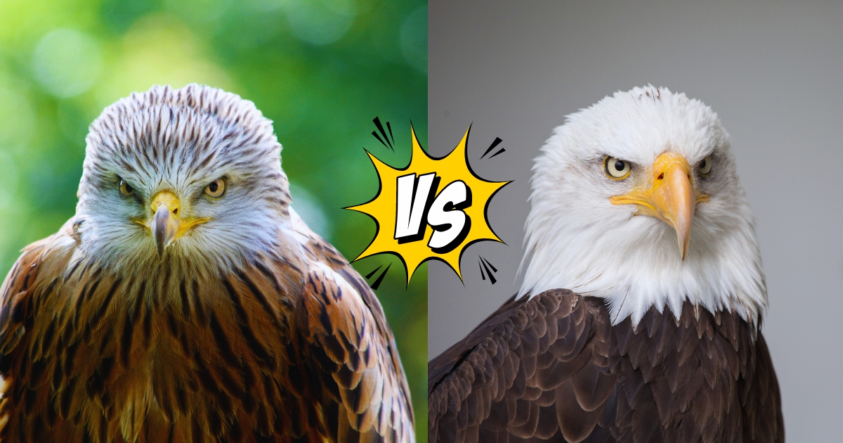 Hawk vs Eagle